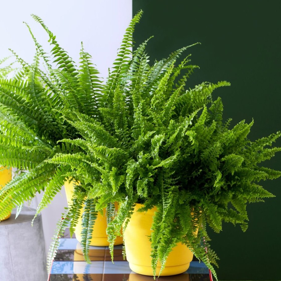 Папоротник Бостон (нефролепис)