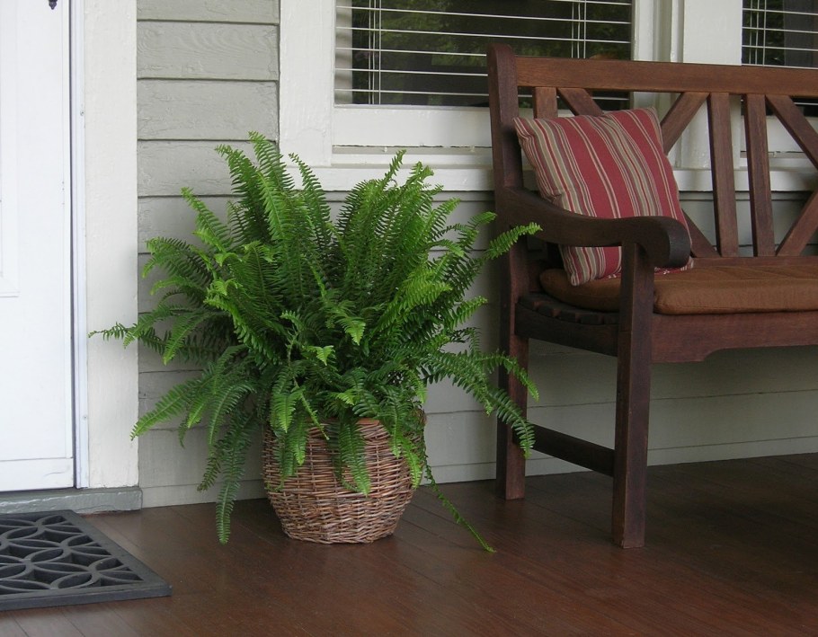 Нефролепис Сьюзи