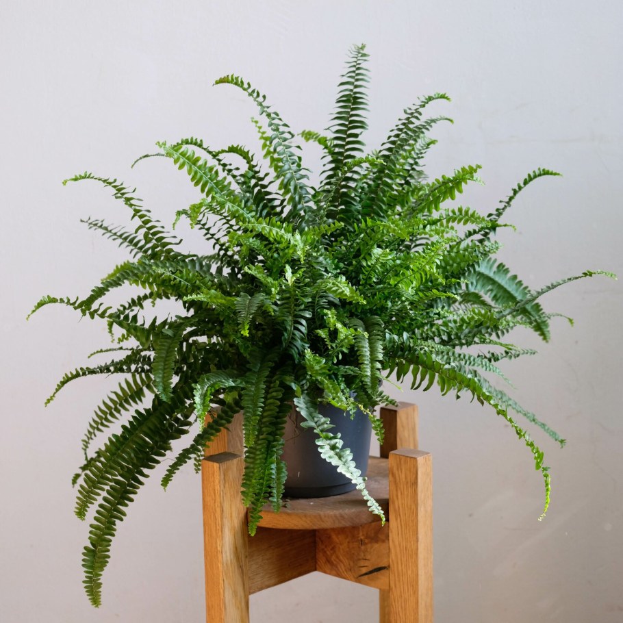 Нефролепис Пикок