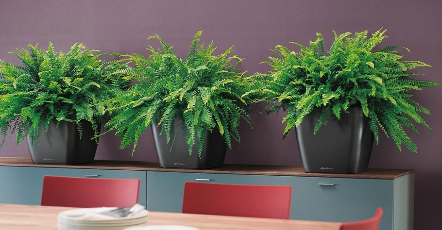 Асплениум хамедорея фитостена