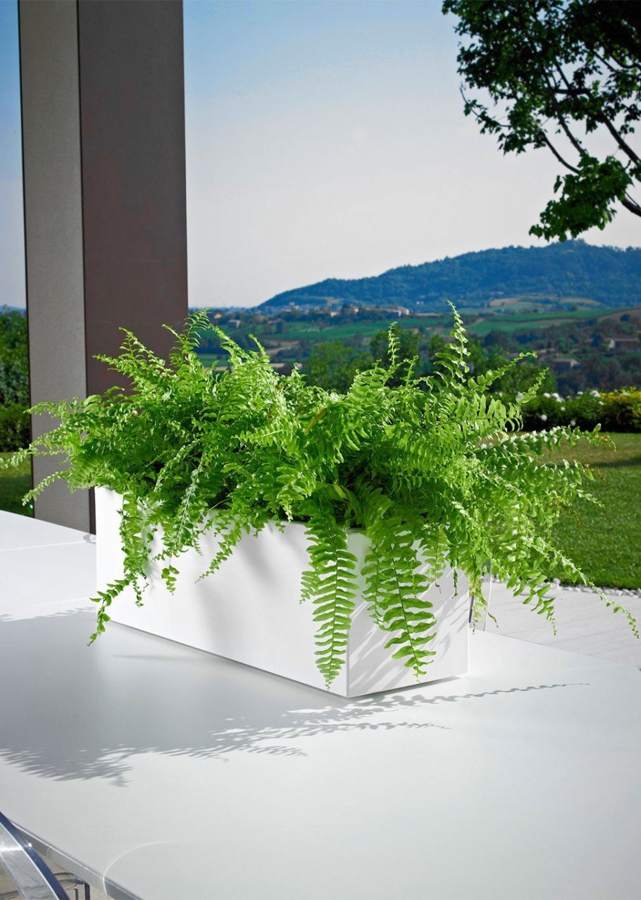 Нефролепис Бостон