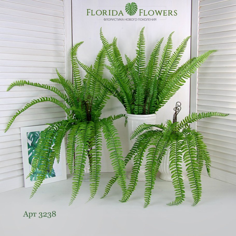 Папоротник нефролепис