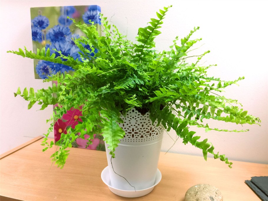 Нефролепис Блюбелл