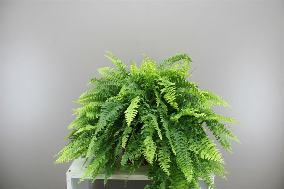 Нефролепис Бостон