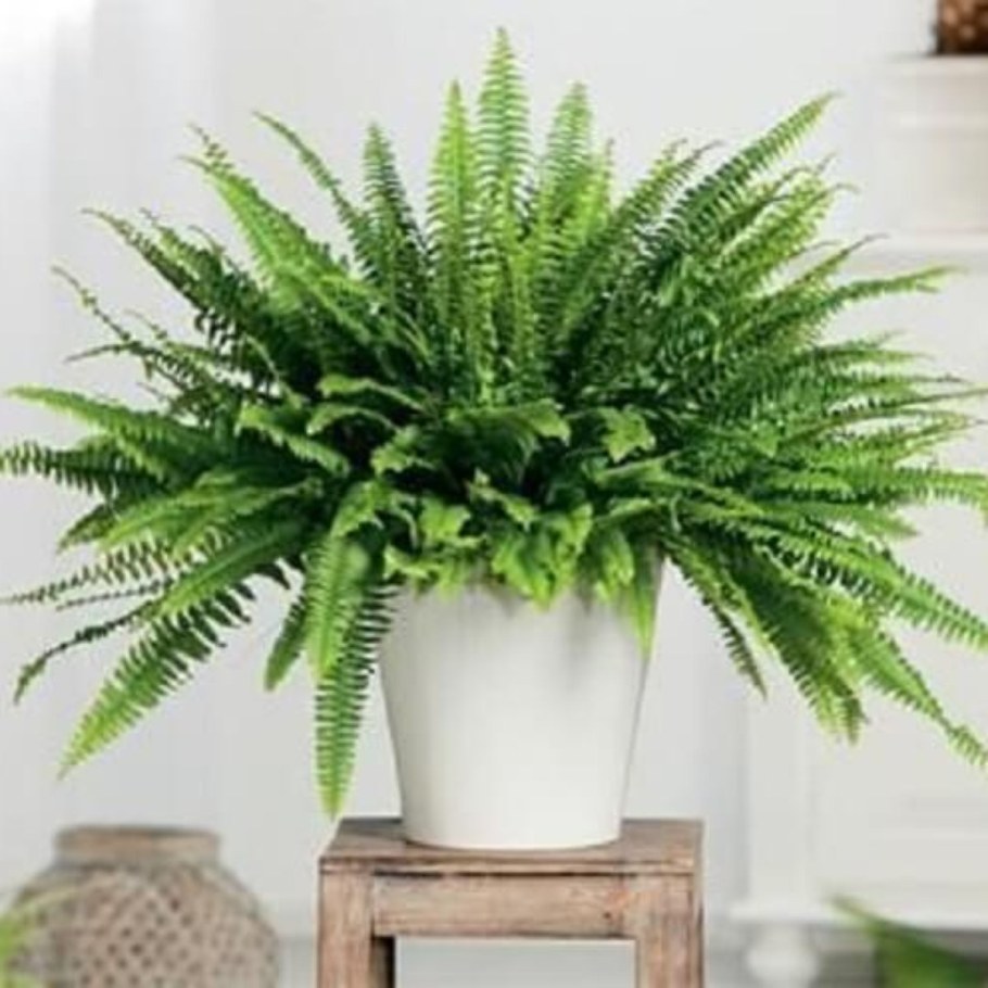 Нефролепис Глориоза