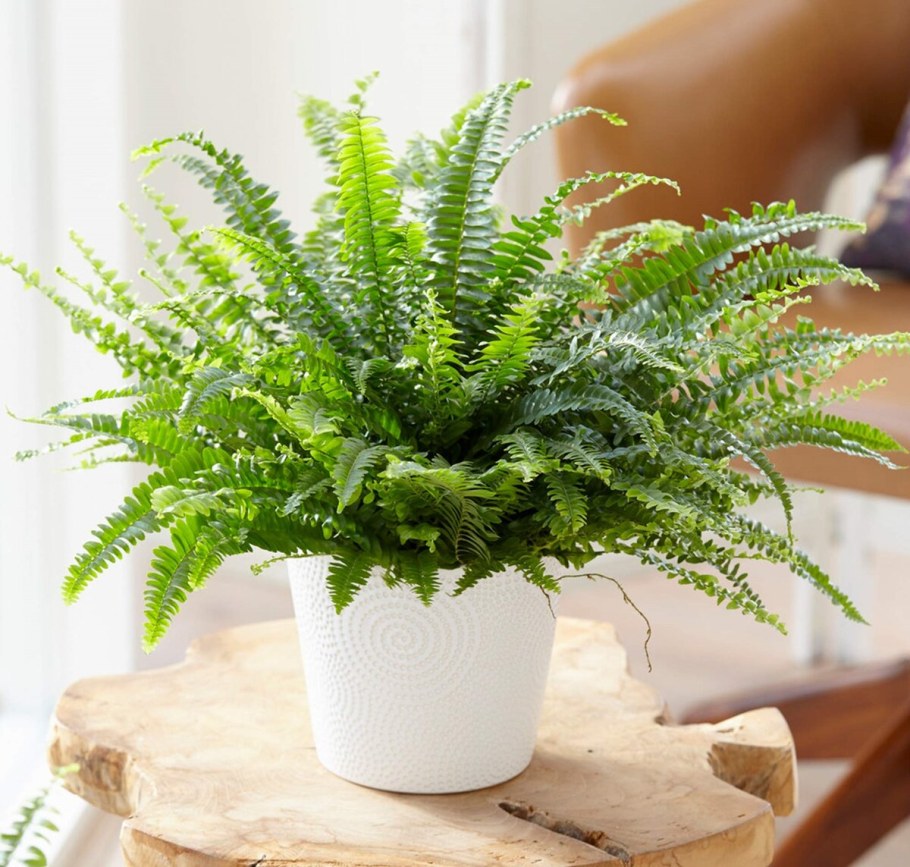 Нефролепис Бостон Ферн