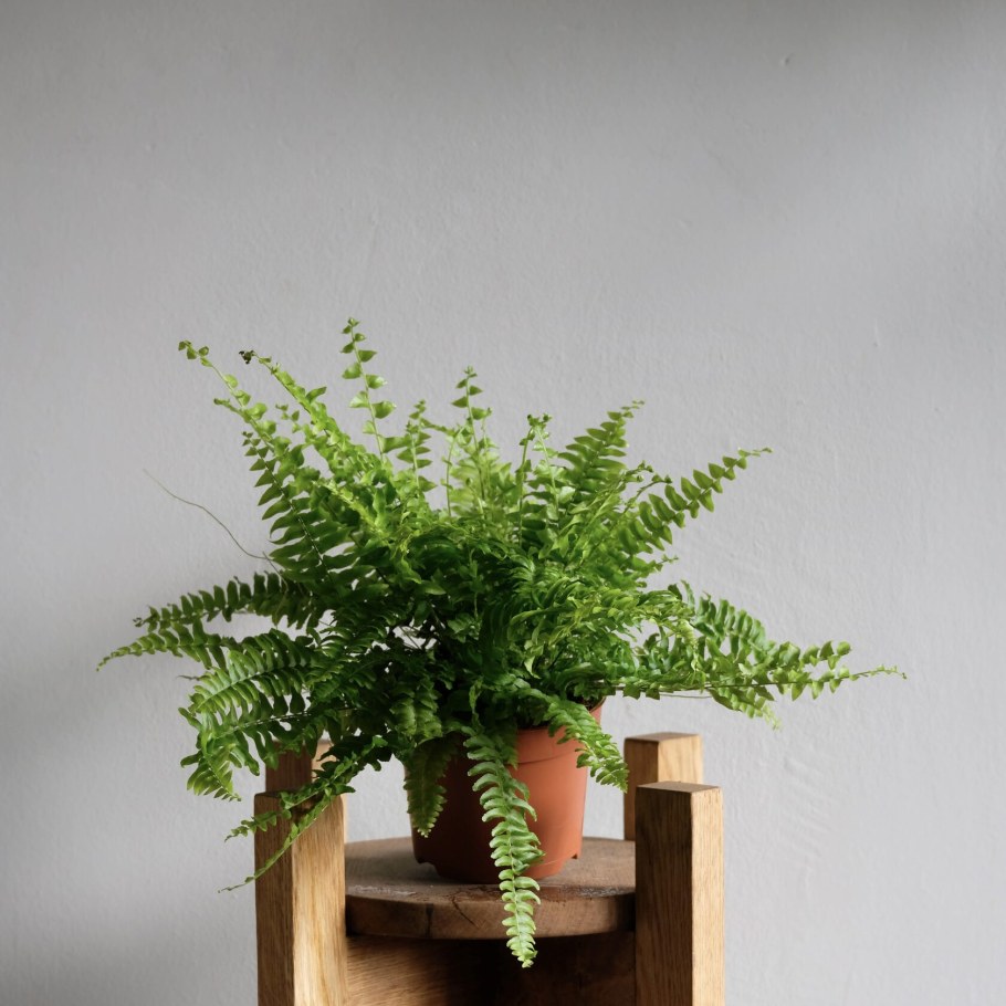 Нефролепис Витале