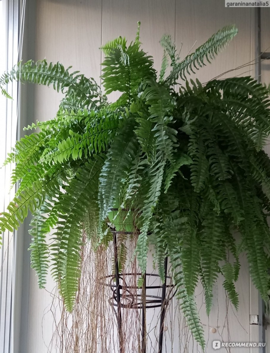 Нефролепис в интерьере квартиры