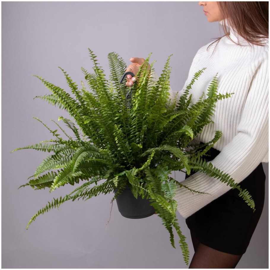 Нефролепис Грин