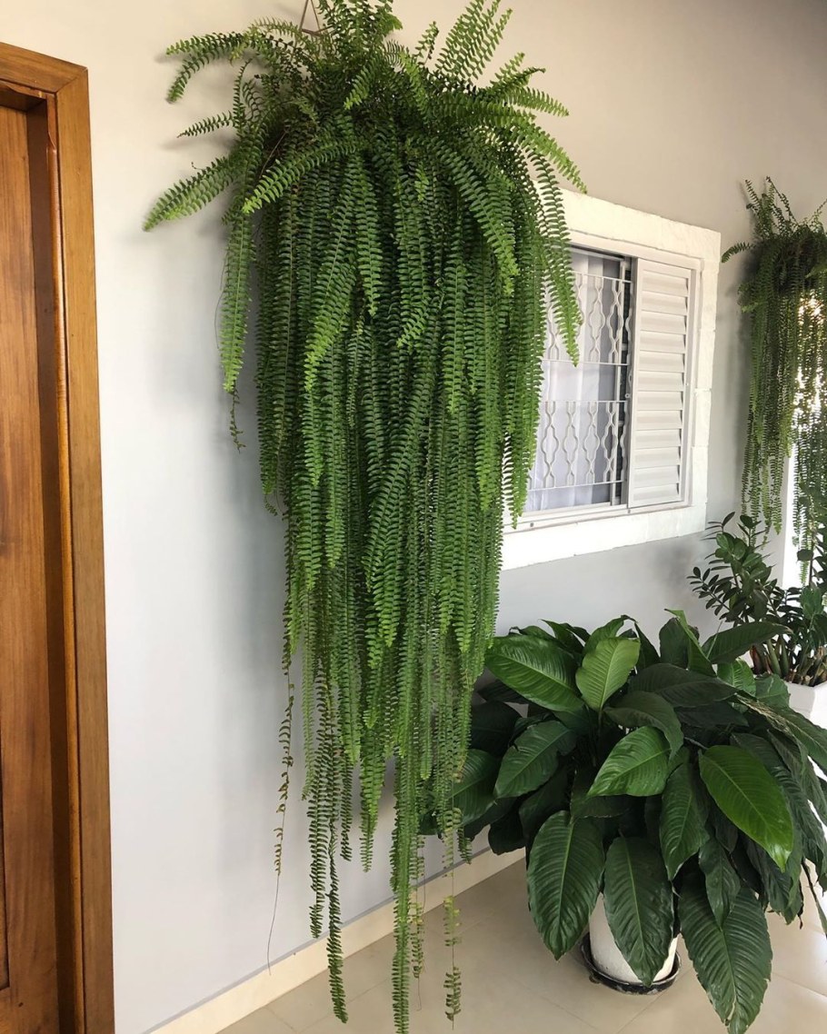 Папоротник Бостон (нефролепис)