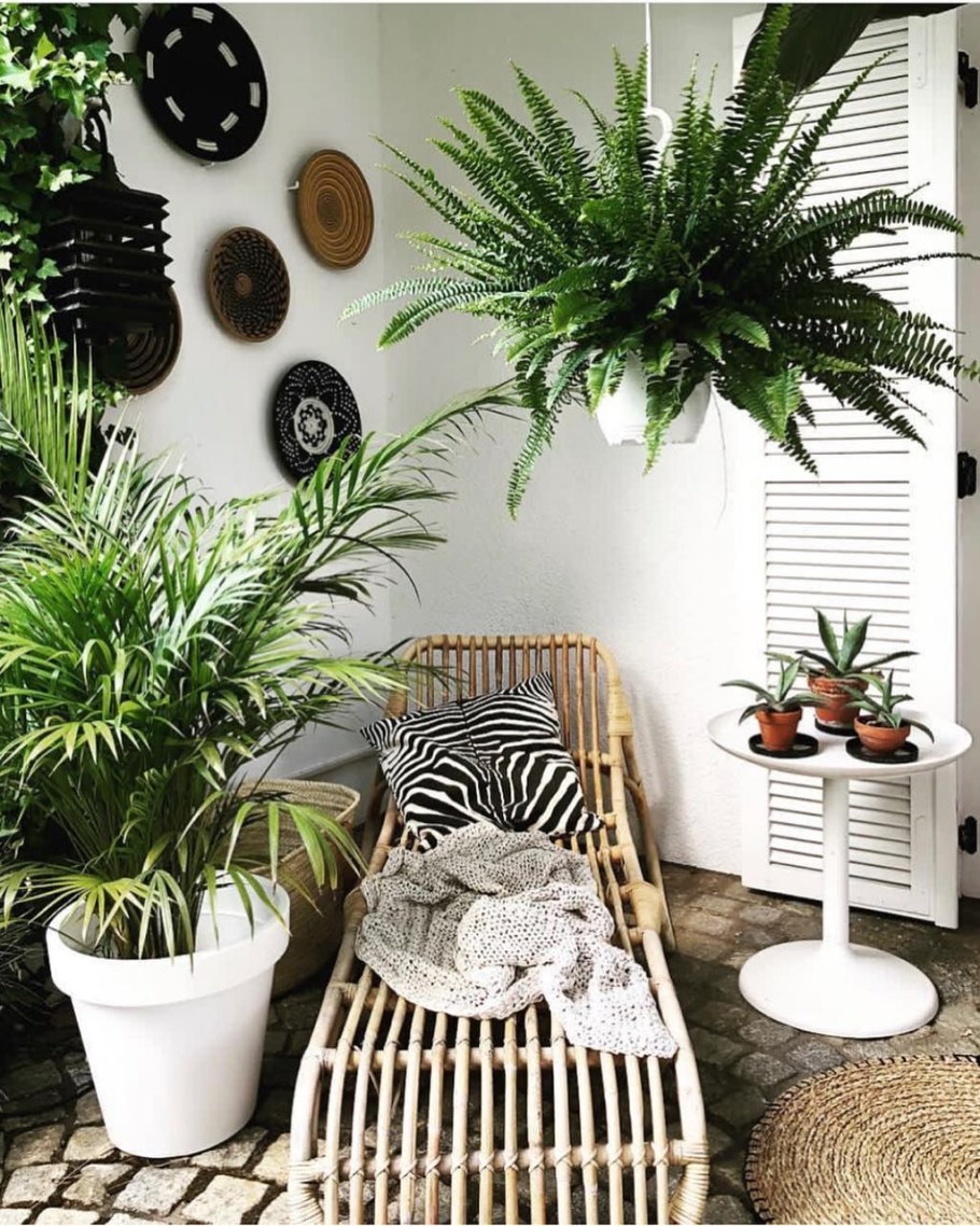 Тропические растения в интерьере
