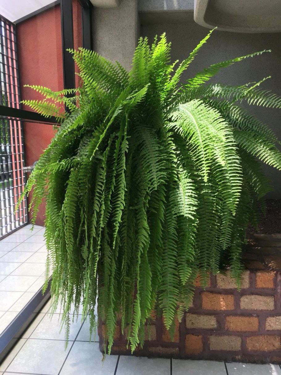 Нефролепис Линда