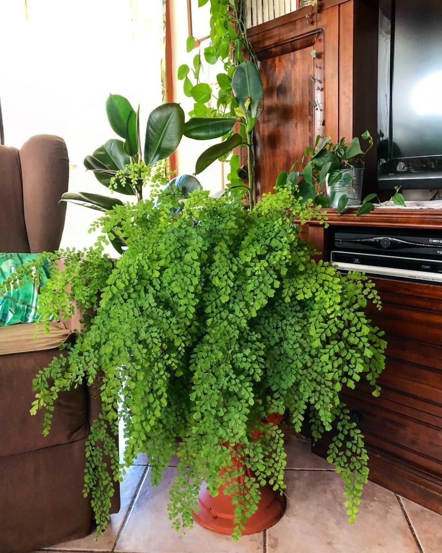 Адиантум Венерин волос