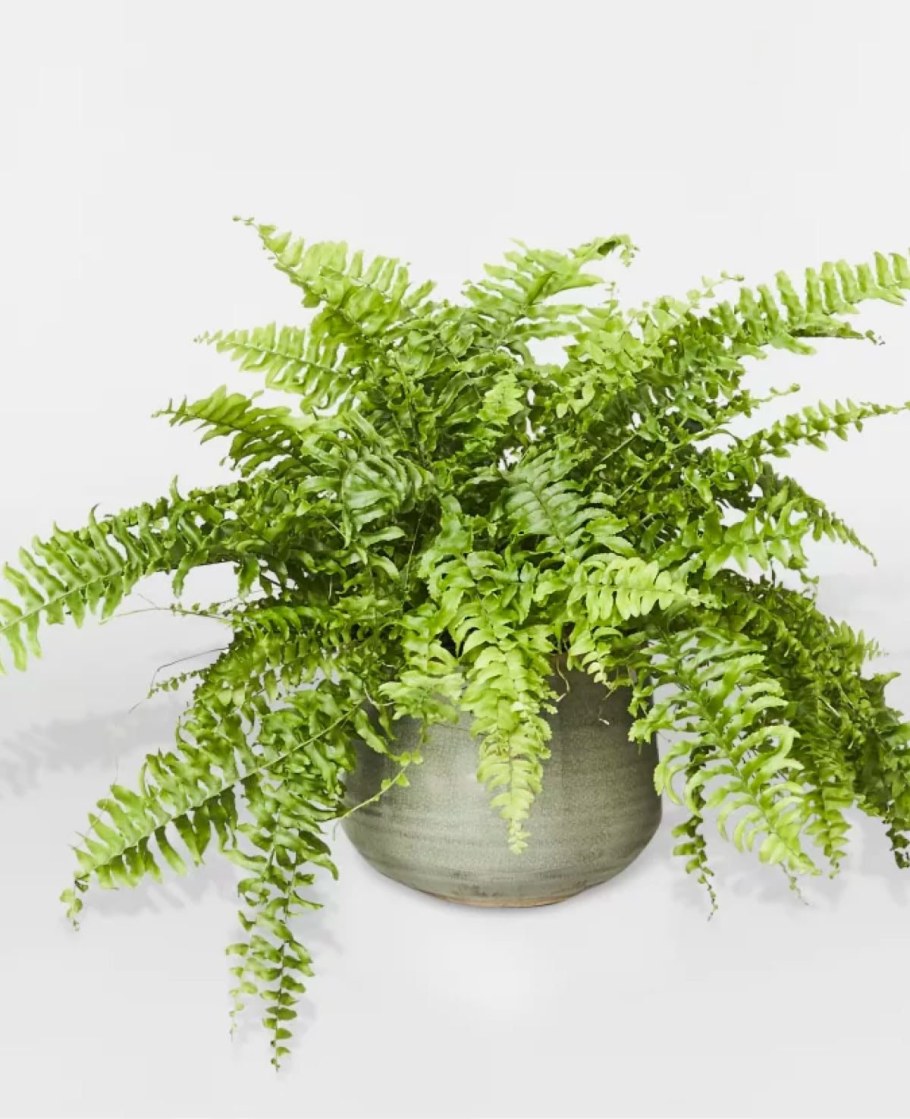 Нефролепис Уитмана