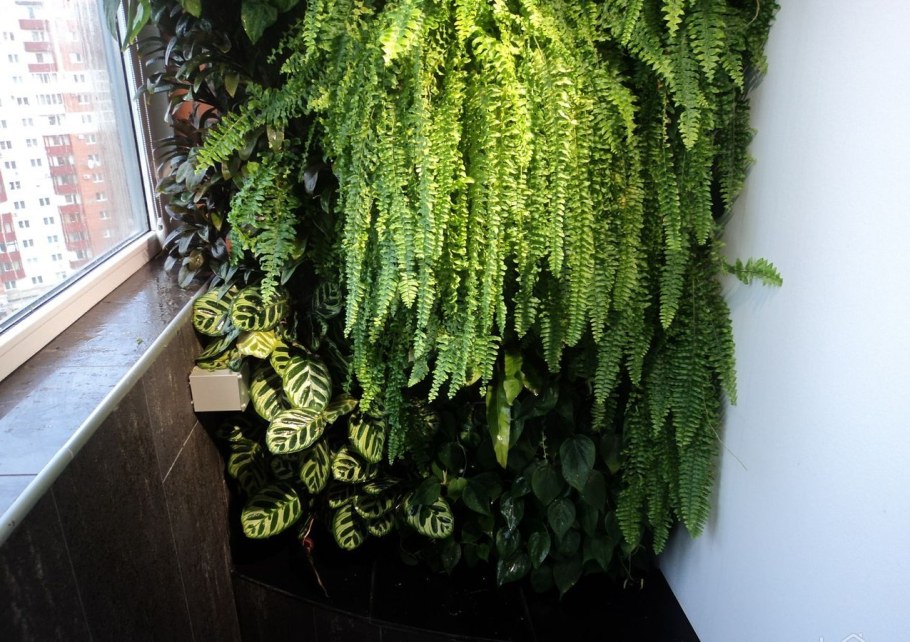 Нефролепис д12