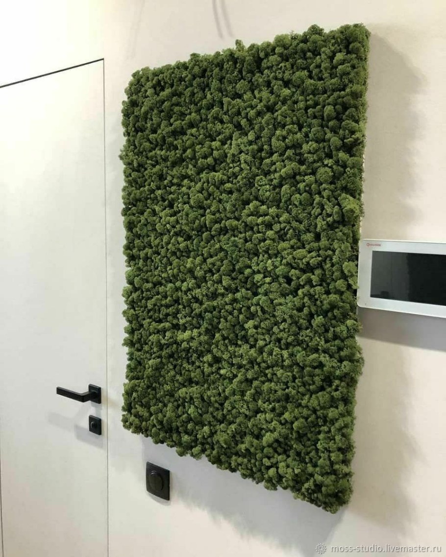 Фитостена мох стабилизированный