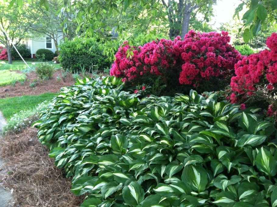 Пионы, Флоксы, лилейники, Хоста