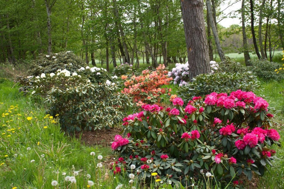 Рододендрон спирея