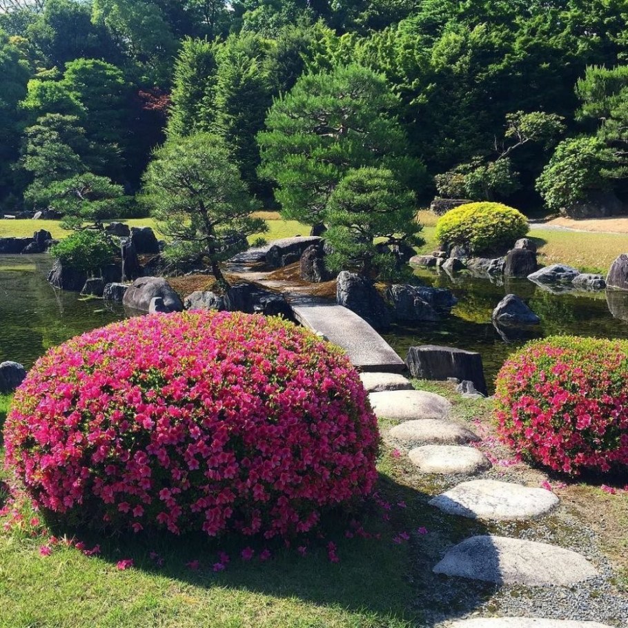 Азалия шаровидная