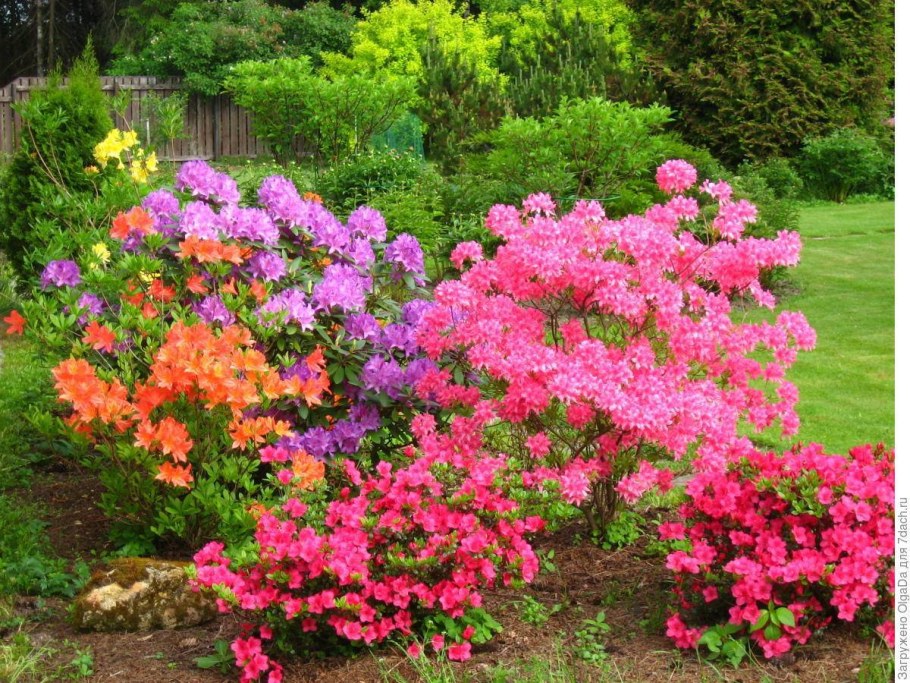 Рододендрон Аннеке