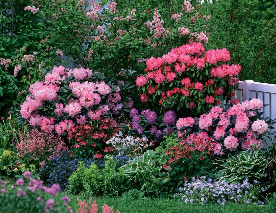 Рододендрон и гортензия
