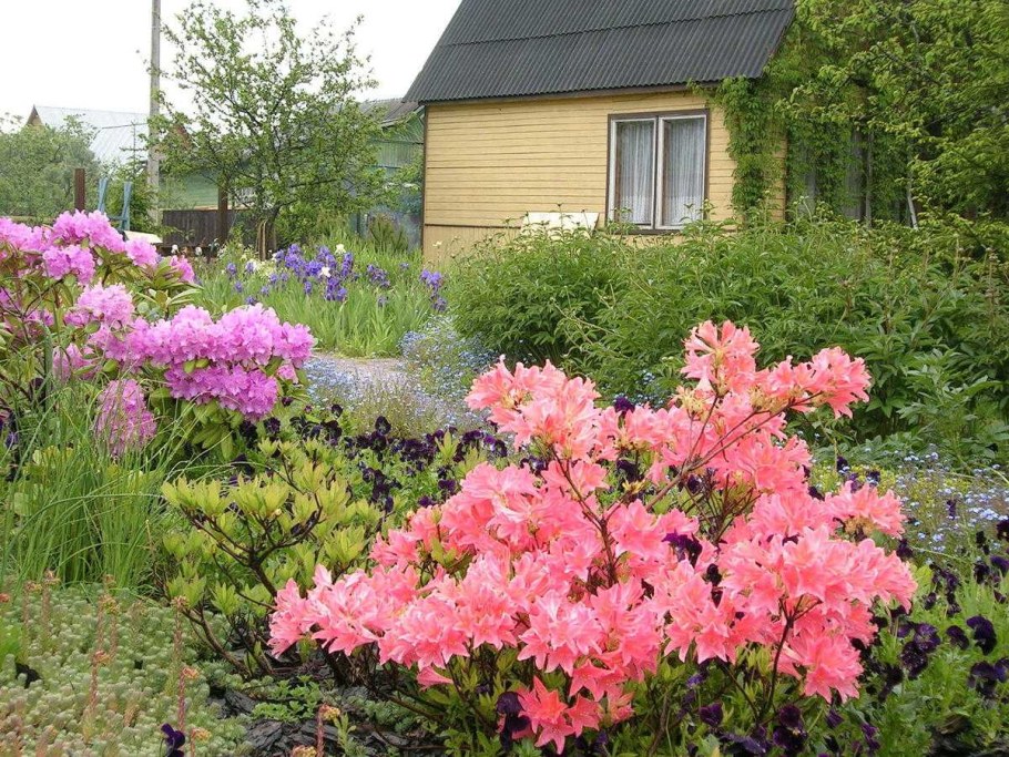 Рододендрон листопадный Шнееголд