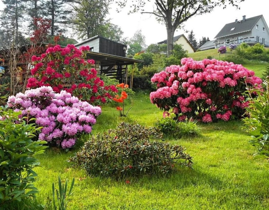 Гортензия и рододендрон в ландшафте
