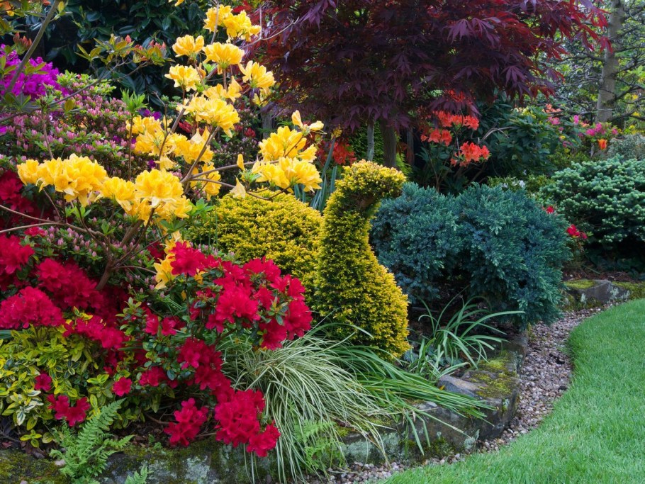 Азалия рододендрон Ландшафтная композиция