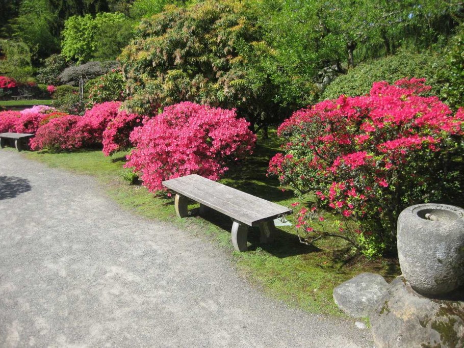 Рододендрон Азалия в ландшафтном