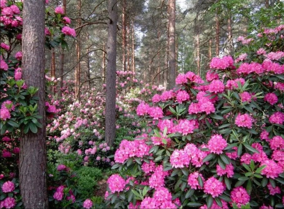 Рододендрон спирея
