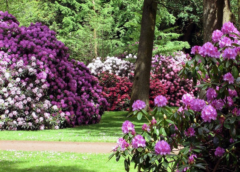 Рододендрон Бремен