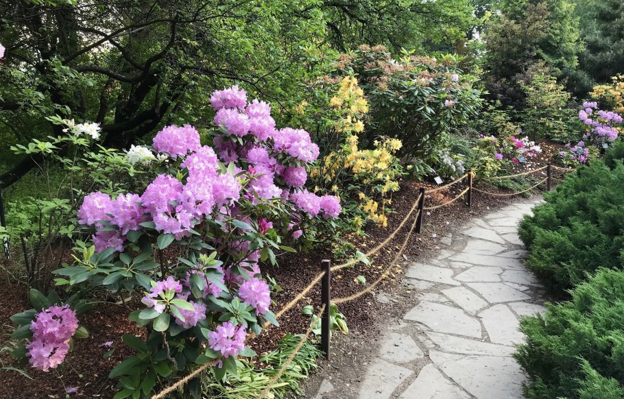 Гортензия и рододендрон в ландшафте