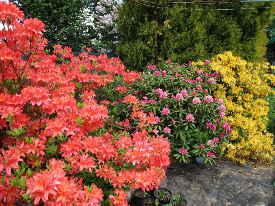 Рододендрон японский листопадный