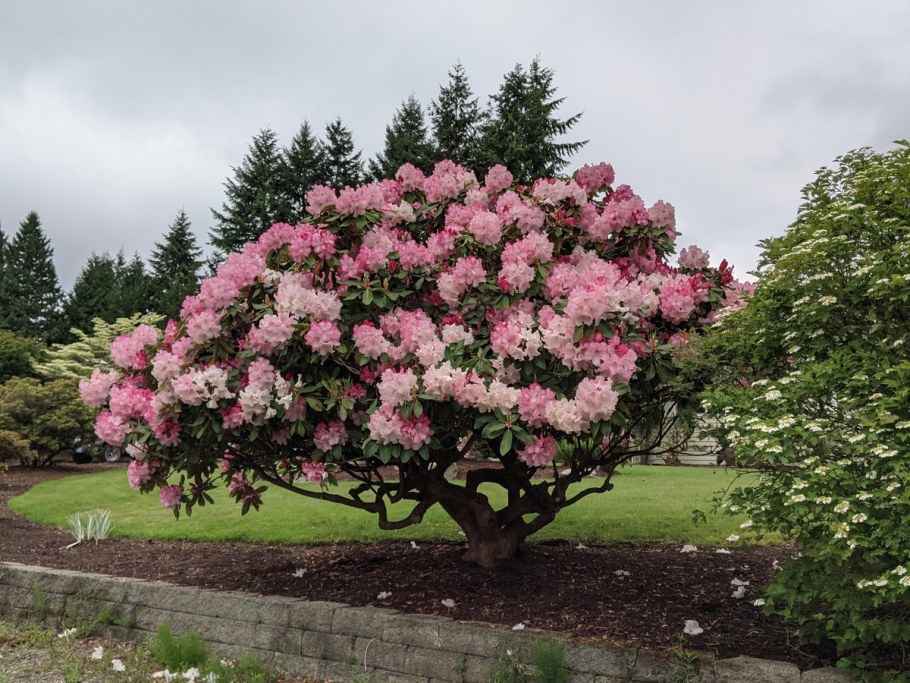 Рододендрон спирея