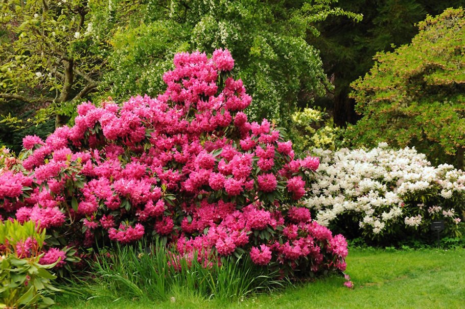 Рододендрон гибридный Шемрок