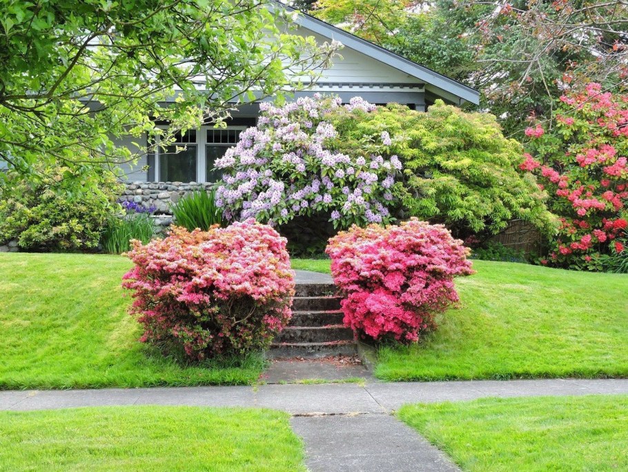 Коумба клен рододендрон