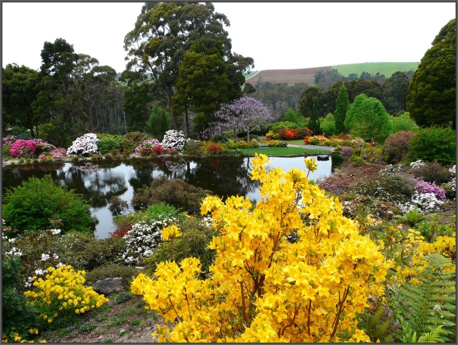Рододендрон Азалия в ландшафтном