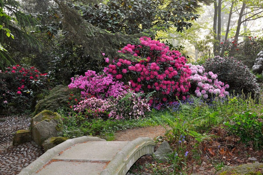 Рододендрон Живая изгородь