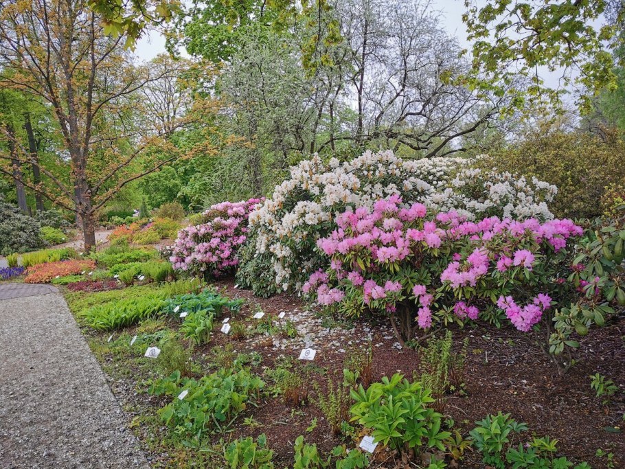 Рододендрон Импедитум