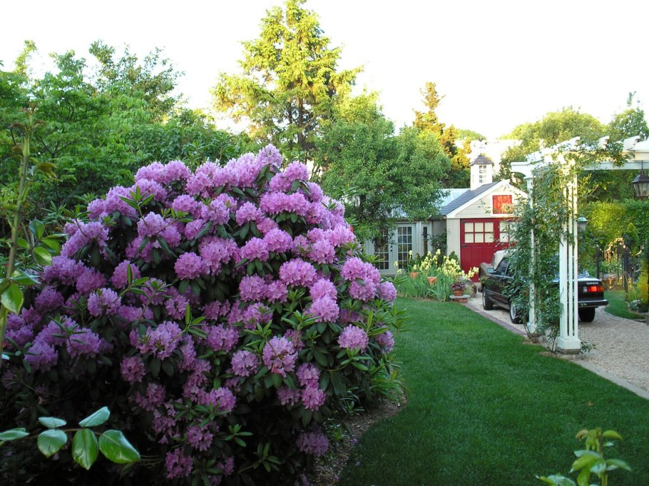 Рододендрон катевбинский Roseum elegans