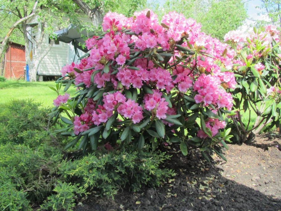 Рододендрон Rosata