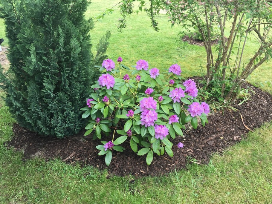 Рододендрон вечнозеленый катевбинский