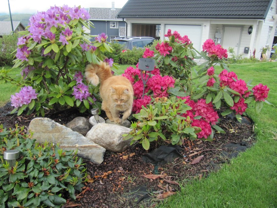 Азалия. Рододендрон. Гортензия