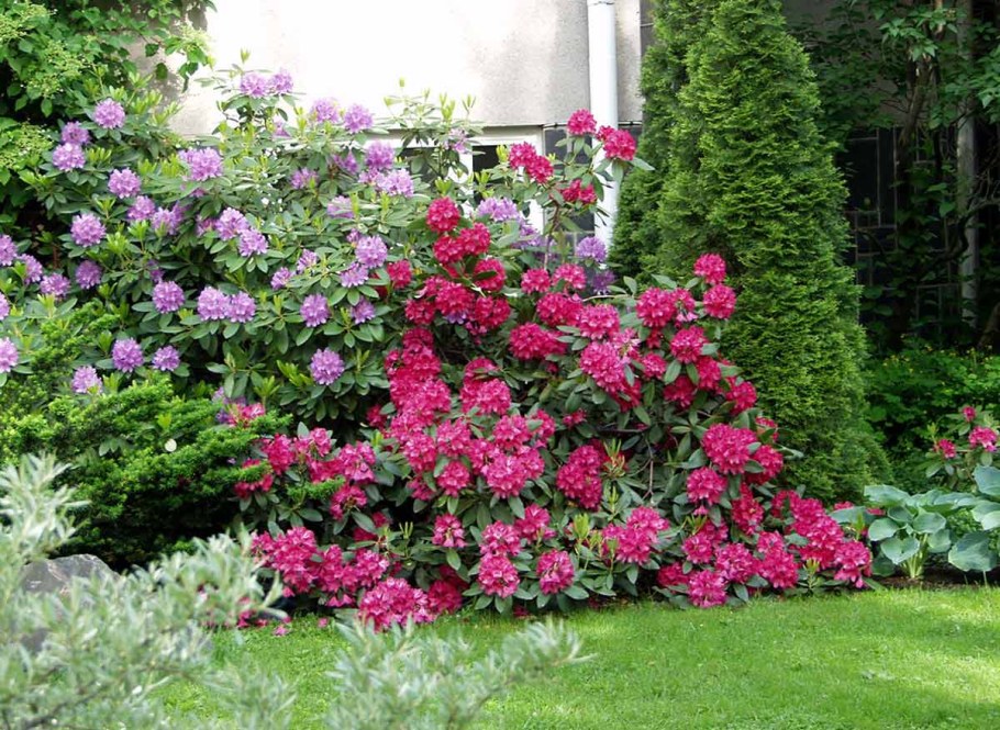 Рододендрон и Барбарис