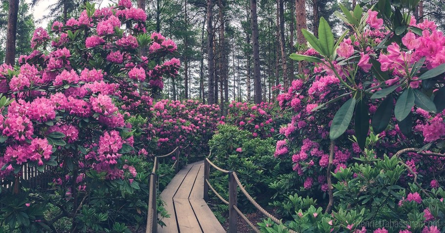 Рододендрон Шнееоге