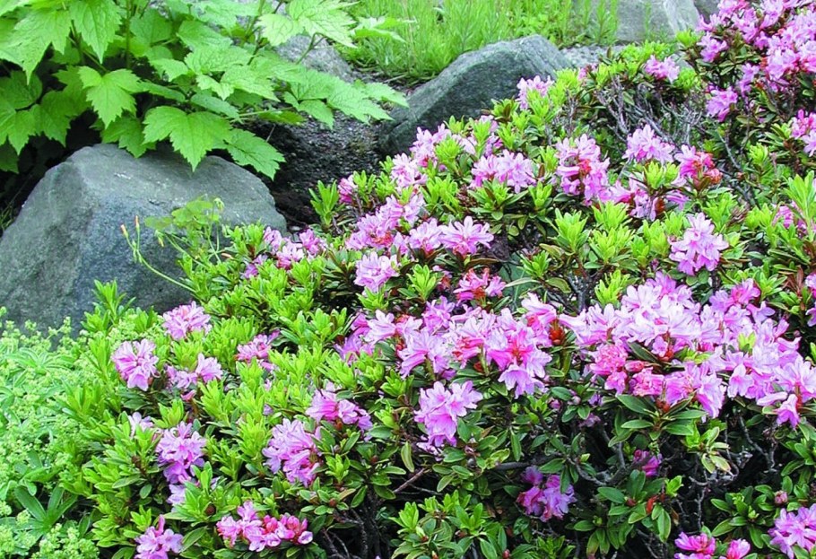 Рододендрон Азалия куст