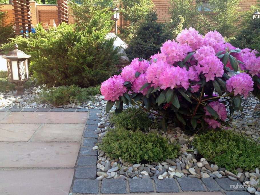 Рододендроны Азалия Олеандр