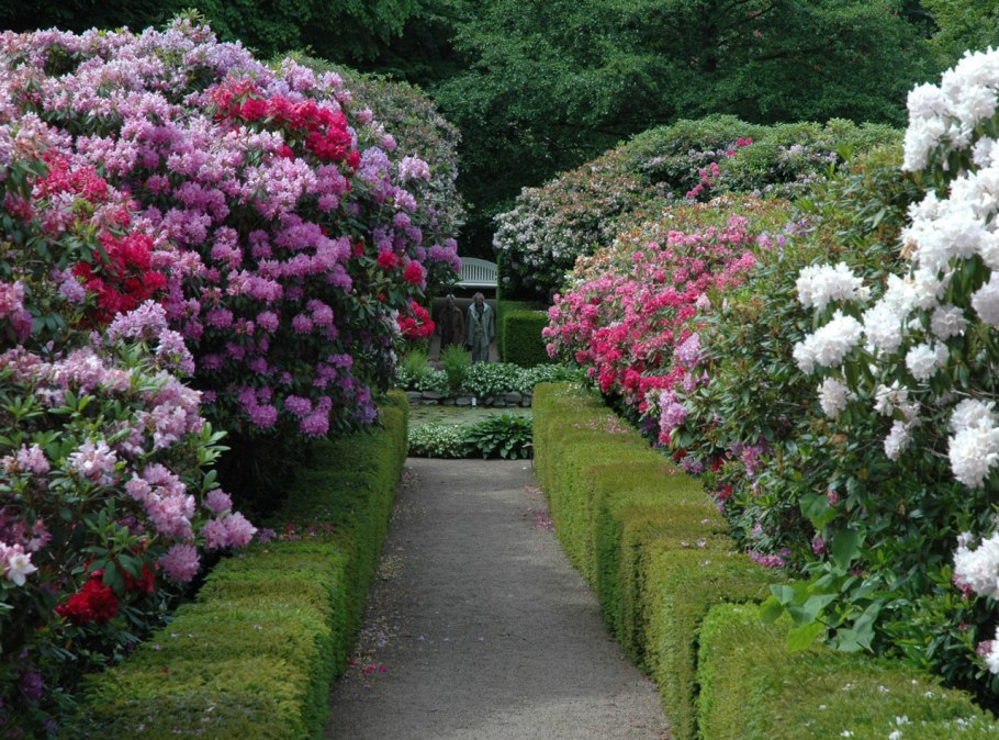 Рододендрон и гортензия