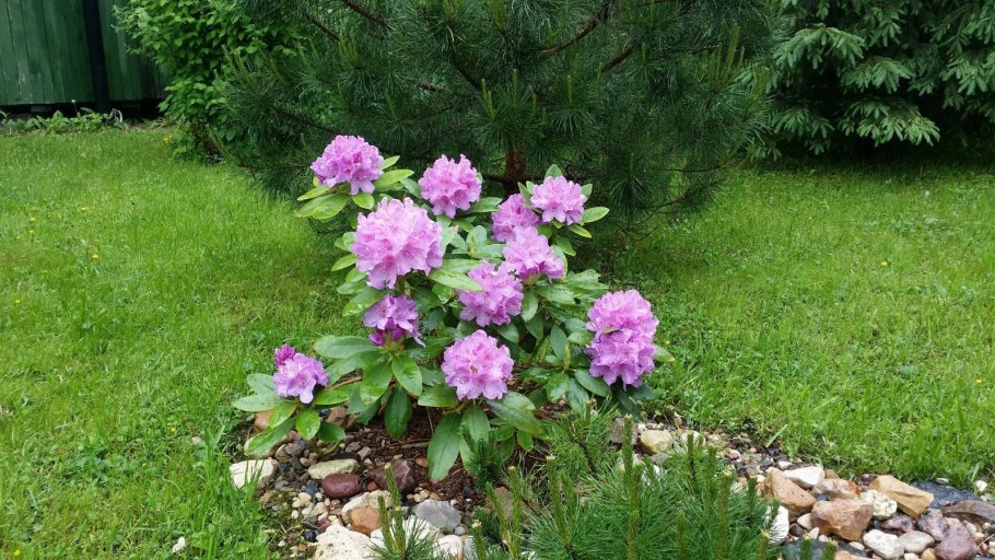 Рододендрон пионовидный