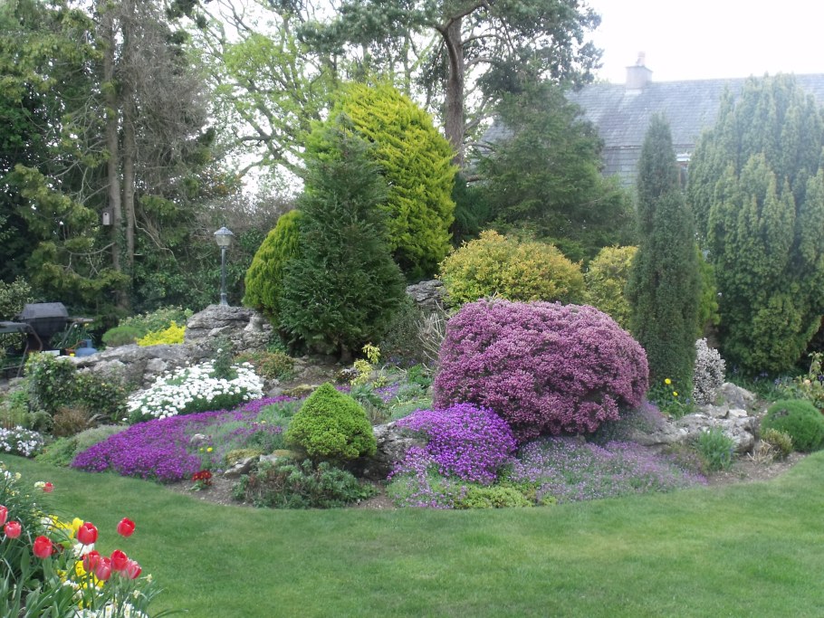 Рододендрон с хвойниками в ландшафтном